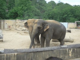 Пражский зоопарк. Слоны.