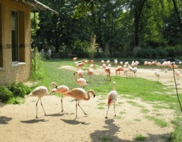Пражский зоопарк. Розовые фламинго.
