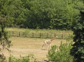 Пражский зоопарк. Жираф.