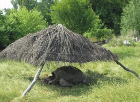 Пражский зоопарк. Большая черепаха.